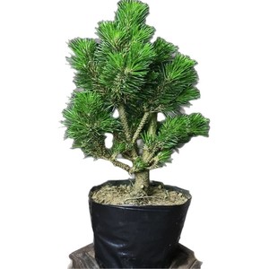 Bonsái Chino Senjumaru, Pino de Agujas Cortas, Pagoda de Cinco Niveles, <span class=keywords><strong>Resistente</strong></span> al Frío, para Interiores/Exteriores, Decoración de Patio al Estilo Chino - Product Image 5
