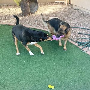 Paquete de 5 juguetes de peluche surtido valor paquete cachorro mascota <span class=keywords><strong>Mutt</strong></span> Squeak juguete para perros medianos grandes, juego de juguetes para masticar perros - Product Image 6