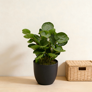 Yüksek Kaliteli Yapay Yuvarlak Yapraklı Bonsai Para Ağacı Sahte Fabian Aralia Plastik Bitki Saksıda İç Mekan Masa Üstü ve Raf Dekorasyonu İçin - Product Image 1