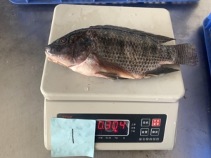 Mùa giải mới đông lạnh cá rô phi đen <span class=keywords><strong>GS</strong></span> gutted thu nhỏ toàn bộ vòng - Product Image 3