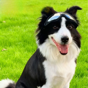 Lunettes de protection UV pour <span class=keywords><strong>chien</strong></span>, lunettes de soleil pour animaux de compagnie, coupe-vent, anti-poussière, lunettes de ski pour chiens de taille moyenne et grande, Border Collie, Golden Retriever - Product Image 3
