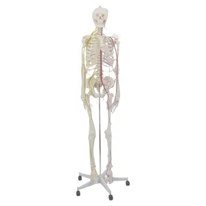 Modèle anatomique du squelette humain, avec des veines et des nerfs, 170cm