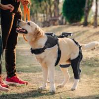 Attelle de soutien réglable pour genou et jambe, protège-jambe pour chien pour la récupération après une activité en extérieur