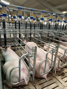 Gabbie per Gestazione e Allevamento Suini Deba Brother di Alta Qualità, Attrezzature per Allevamento Suini Zincate a Caldo con Lunga Durata - Product Image 3