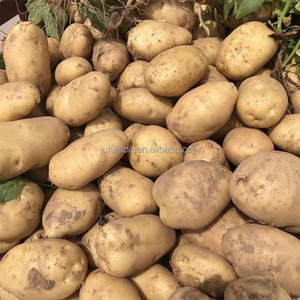 Pommes <span class=keywords><strong>de</strong></span> <span class=keywords><strong>terre</strong></span> russettes biologiques fraîches, vente en gros d'usine, provenance du Shandong, 7 cm - Product Image 4