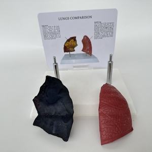 Modelo de patología pulmonar humana para ciencias médicas: modelo de enfermedad pulmonar, modelo de enfermedad orgánica, modelo antidrogas - Product Image 6