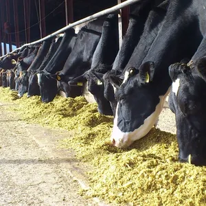 Export Bulk Corn Cob Poeder/Corn Cob Maaltijd Voor Cattel Feed/ 100% Natuurlijke Uit Vietnam