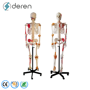 Modèle de squelette humain détachable et déarticulé en PVC, modèle d'ossement complet du corps pour les cours de biologie - Product Image 4