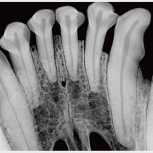 Capteur intra-oral à comptage de photons Vetoo pour radiographie dentaire vétérinaire, images diagnostiques de haute qualité, sans fil, portable - Product Image 5