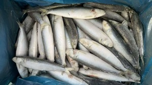 X26228 Sardine, poisson de fabrication, surgelé <span class=keywords><strong>en</strong></span> mer, meilleur prix, sardine à capture légère pour le marché, sardine surgelée IQF, 60-80 pièces - Product Image 2