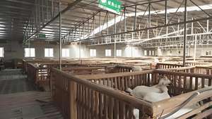 poultry farming Modern Steel Structure Chicken Building Farm Poultry House Design - Product Image 5