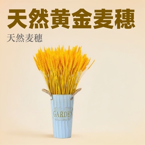 Bouquet de fleurs séchées Kch en forme d'épis de blé doré naturel, 100 épis, décoration de jardin, décoration de salon, accessoire de photographie - Product Image 2