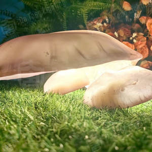 Lampe LED décorative en forme de champignon à double couche gris-brun, en matériau FRP, garantie 1 an, pour extérieur, jardin, parc, aménagement paysager - Product Image 6