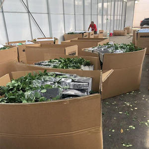 ดอกคาร์เนชั่นผสมสีเหลืองสีแดงตัดดอกคุณภาพสวนสดสำหรับร้านดอกไม้และร้านค้า - Product Image 6