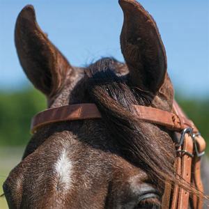 Brida de cuero con diseño de nariz enrollada, resistente, de alta calidad, cómoda, para todos los tamaños de caballos - Product Image 2