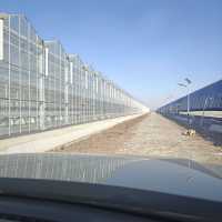 Construction de serres agricoles en verre pour une croissance optimale des cultures