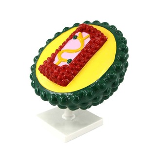 Modelos de Enseñanza de Biología para Secundaria y Bachillerato: Modelos de Virus, Escherichia coli, Bacteriófagos, Flor de Tabaco - Product Image 2