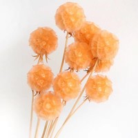 Roze geconserveerde Pristimera windmolenbladeren gedroogd fruit Scabiosa bloemknoppen - 5 stelen voor Kerstmis, afstuderen, Valentijnsdag, Pasen
