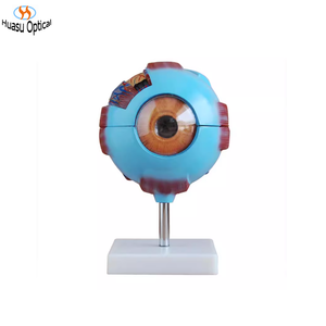 Oftalmik struktur Model bola mata manusia perbesaran 6 kali visi mengajar optometri mata anatomi medis - Product Image 1