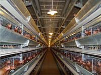 Nouvel équipement d'élevage de volailles, système de cages à batterie de type H galvanisé pour poulets de chair, environnement moderne contrôlé