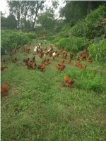 Équipement avicole Élevage de poulets Poulet Dinde Canard Anneaux de pattes de poulet Capteur pour la détection d'activité Comptage