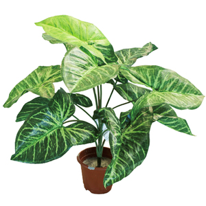 ต้นบอนไซเทียมมีขนาดแตกต่างกัน - Product Image 1