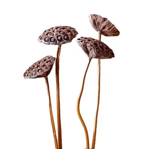 מוט ארוך בודד עם זרעי לוטוס זרעי לוטוס מיובשים פרחים מיובשים זרעי לוטוס גדולים מאוד