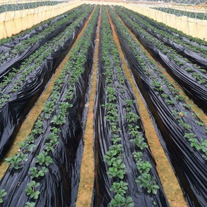 Film de paillage biodégradable à prix abordable pour légumes/fruits - Product Image 6
