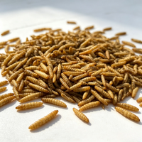 Ligne de production d'œufs de mouche des blésoirs (BSFL) séchés à haute teneur en protéines, vente en gros directe d'usine pour l'alimentation des volailles, des poissons et des poissons d'aquarium