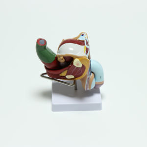 Modelo anatomico para enseñanza médica de hombre, modelo para enseñanza de Medicina, en Italia, interno y externo - Product Image 2