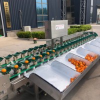 Sorteermachine voor voedselveilige roestvrijstalen dozen, automatische gewichtssorteerder, veel gebruikt in fruitverwerkingsbedrijven