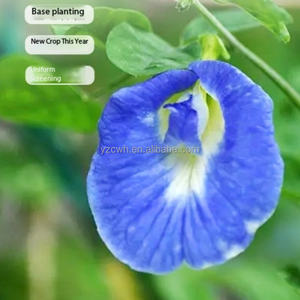 Té Floral Orgánico, Té a Granel Té de Flor de Guisante Azul Natural de Alta Calidad, Té Floreciente, Bolsitas de Té Floreciente en Empaque - Product Image 3