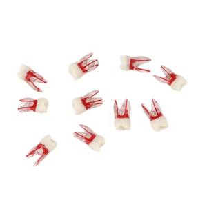 Медицинская Стоматологическая эндодонтическая модель для лечения корневых каналов - Product Image 1