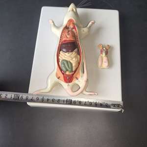 Nouveau modèle anatomique <span class=keywords><strong>de</strong></span> la structure interne <span class=keywords><strong>de</strong></span> la souris, spécimen d'élevage pour <span class=keywords><strong>l</strong></span>'enseignement <span class=keywords><strong>de</strong></span> la biologie et <span class=keywords><strong>l</strong></span>'anatomie animale - Product Image 5