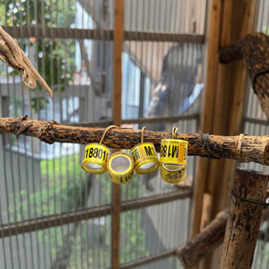 2025 üretim-doğrudan yüksek Qulaiyt 8mm altın düz alüminyum yüzükler özelleştirilmiş güvercin yüzükler kuş tasmaları papağan bacak aksesuarları - Product Image 4