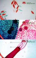Individual slide Paramecium w.m microscope slide biological microscope slides for teaching
