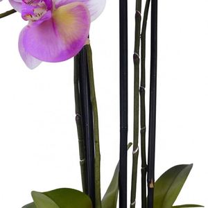 ดอกกล้วยไม้ฟาแลนนอปซิสสีชมพูสัมผัสเหมือนจริงจาก Oh Arts  ดอกไม้ประดิษฐ์จากยางพาราสำหรับขาย - Product Image 4