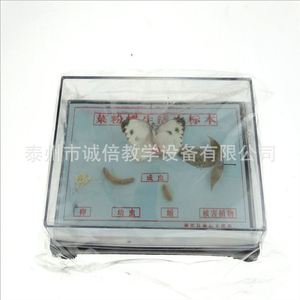 Especímen del ciclo de vida de la mariposa blanca del repollo J43105, equipo para experimentos de biología para escuelas secundarias y preparatorias, escuela secundaria - Product Image 3