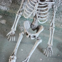 Squelette réaliste en plastique pour Halloween, taille réelle, os du corps entier avec articulations mobiles, accessoires d'halloween, scène effrayante
