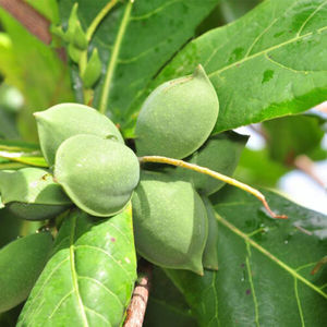 เทอร์มิเนเลีย <span class=keywords><strong>catappa</strong></span> ผงเทอร์มินาเลีย <span class=keywords><strong>catappa</strong></span> ใบไม้ - Product Image 2
