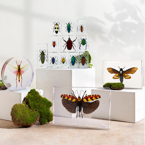 Espécimen Real Insecto <span class=keywords><strong>Insectos</strong></span> Araña Taxidermia Acrílico <span class=keywords><strong>Mantis</strong></span> Resina Espécimen Pisapapeles <span class=keywords><strong>Insectos</strong></span> en Resina Juguetes Educativos Regalo - Product Image 1