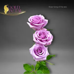 Flores Frescas al por Mayor de Kunming, La Canción del Océano - Product Image 4