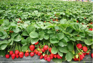 Helado de <span class=keywords><strong>Fresa</strong></span> con Certificación HACCP al Mejor Precio para Yogur y Postres, IQF, Dulce y Ácido - Product Image 3