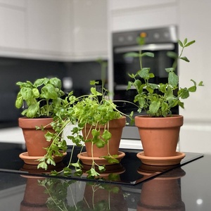 Kit <span class=keywords><strong>de</strong></span> coffret cadeau miniature personnalisé pour jardin d'herbes <span class=keywords><strong>en</strong></span> <span class=keywords><strong>terre</strong></span> cuite Petit <span class=keywords><strong>pot</strong></span> <span class=keywords><strong>de</strong></span> fleurs pour pépinière d'extérieur ou <span class=keywords><strong>de</strong></span> maison Cultivez vos propres herbes - Product Image 5