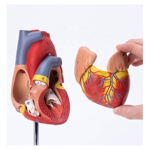 Modelo de Corazón de PVC Médico Directo de Fábrica, Modelo de Órgano de Plástico de Tamaño Natural para Entrenamiento Médico, Maniquí de Descomposición Médica, CE/ISO - Product Image 3