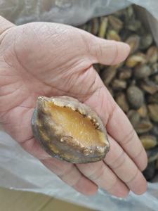 Yeni gelen dondurulmuş Abalone yarım kabuk Abalone et Alalone et - Product Image 4