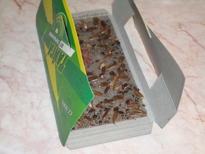 Trappola per scarafaggi in gel OEM&ODM non tossica, super adesiva, ecologica, usa e getta, per il controllo degli insetti - Product Image 6