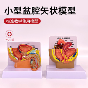 Modèle miniature d'anatomie sagittale pelvienne masculine, système reproducteur et urinaire masculin, modèle pelvien masculin à petite échelle pour la planification familiale - Product Image 3