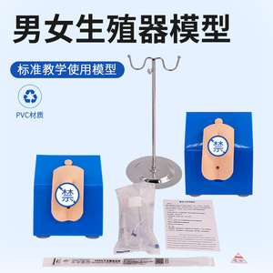 Modèle de cathétérisme urinaire masculin et féminin, pour la cathétérisme urinaire interne et externe des parties génitales masculines et féminines - Product Image 2
