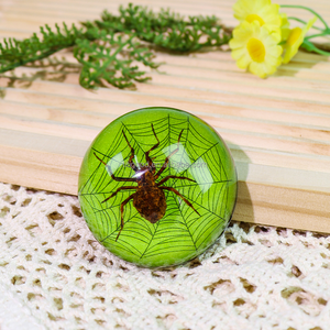 Real mariposa insecto pisapapeles colorido resina espécimen taxidermia resina insecto naturaleza exploración juguetes para niños - Product Image 3